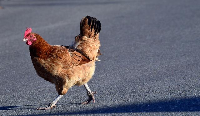 chicken, road, why did the chicken cross the road