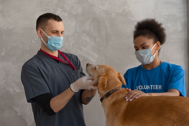 veterinary doctor with dog